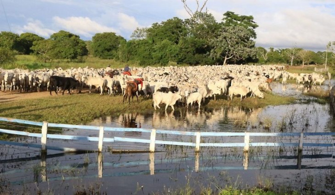 Em MS, vacina&ccedil;&atilde;o de bovinos e bubalinos contra aftosa no planalto termina segunda