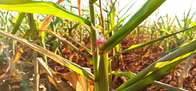 Falta de chuva compromete supersafra de milho e produtores j&aacute; projetam perda de 40% da produ&ccedil;&atilde;o