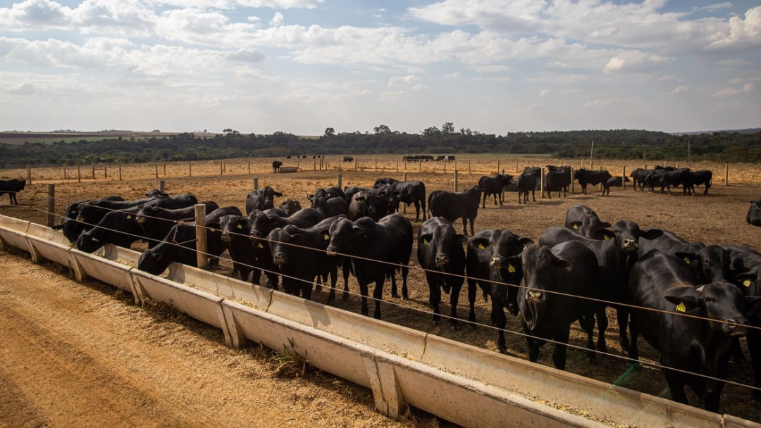 Abate de bovinos no primeiro trimestre tem menor n&iacute;vel desde 2009