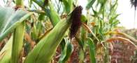 Garoa n&atilde;o livra produtores da perda de 40% da safra de milho 