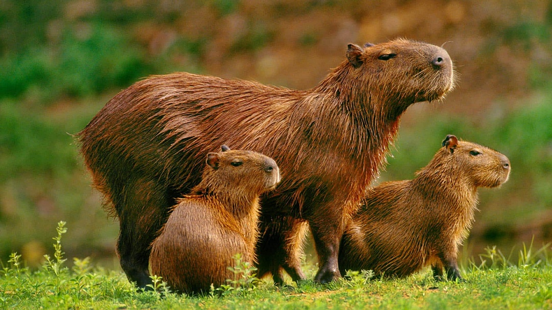 MS sanciona lei que define as normas para prote&ccedil;&atilde;o da fauna