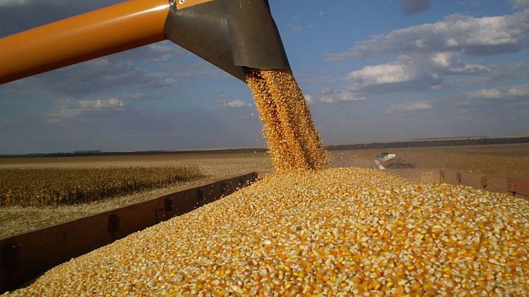 Saca do milho dobra de pre&ccedil;o em Mato Grosso do Sul