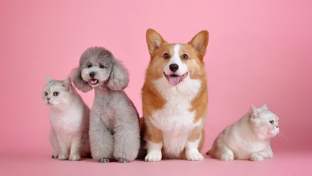 Covid &eacute; comum em cachorros e gatos dom&eacute;sticos, aponta estudo