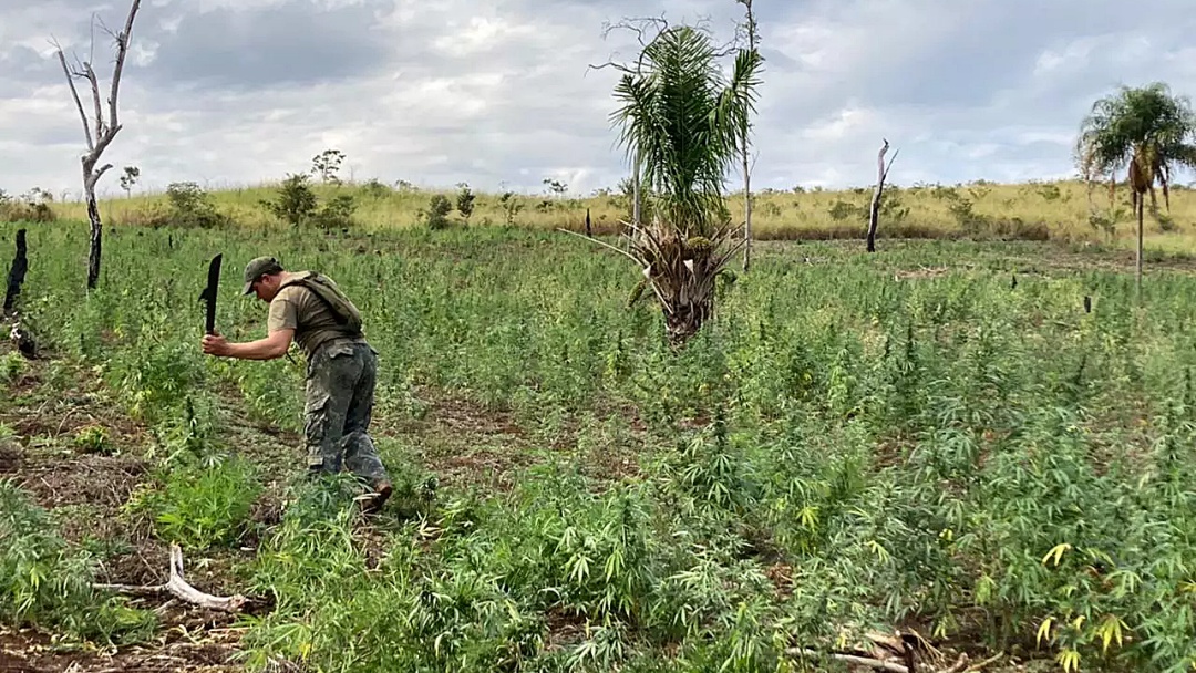 Opera&ccedil;&atilde;o entre Paraguai e Brasil destr&oacute;i 260 hectares de ro&ccedil;as de maconha
