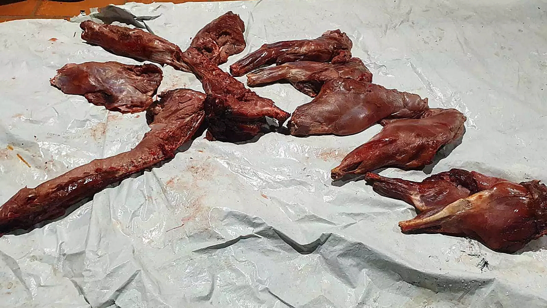 Construtor é preso ao ser flagrado com carne de animal silvestre em abordagem