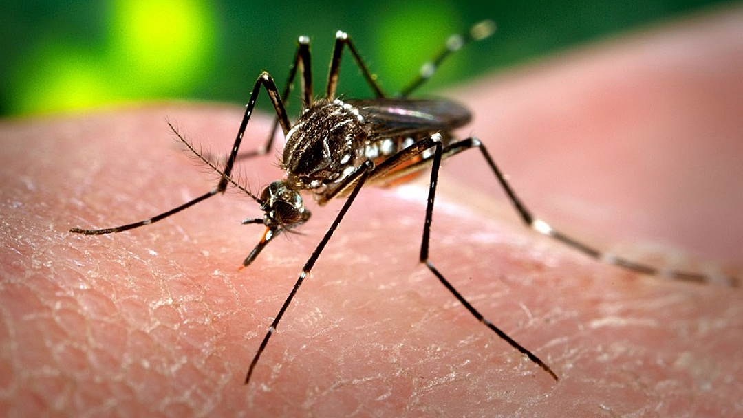 Mortes por dengue t&ecirc;m o quinto menor &iacute;ndice desde 2013