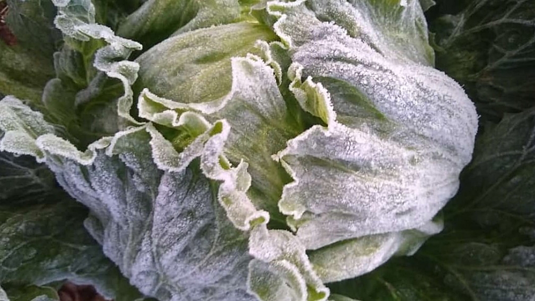 Por que a onda de frio intenso que chega ao Brasil pode deixar as verduras mais caras
