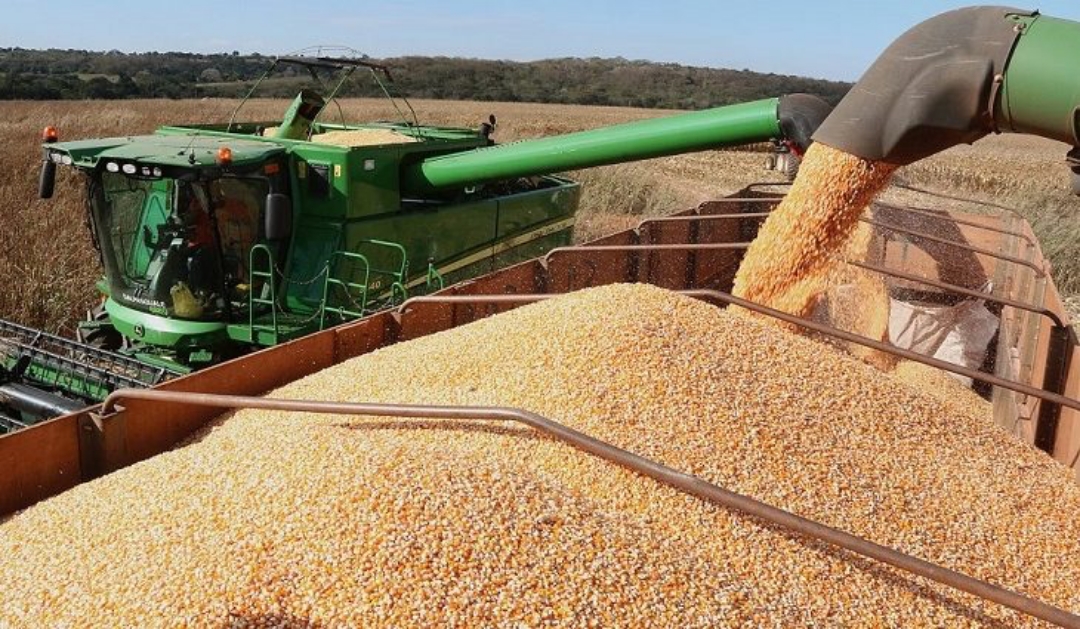 Com mais de 56% comercializada, colheita do milho avan&ccedil;a devagar no Estado