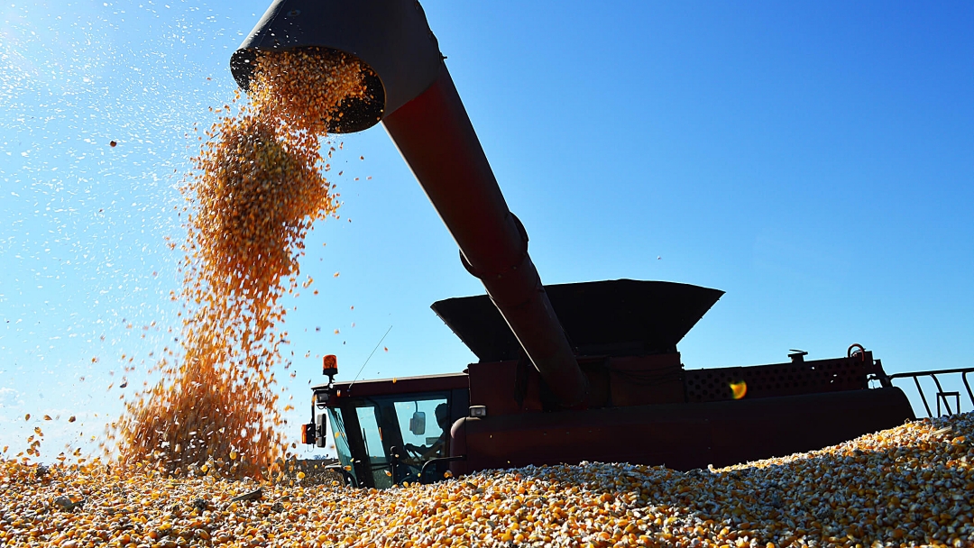 Em nova estimativa, safra do milho cai de 76 para 60,9 mi de toneladas e pre&ccedil;o continua em alta; acima de R$ 100,00 a saca