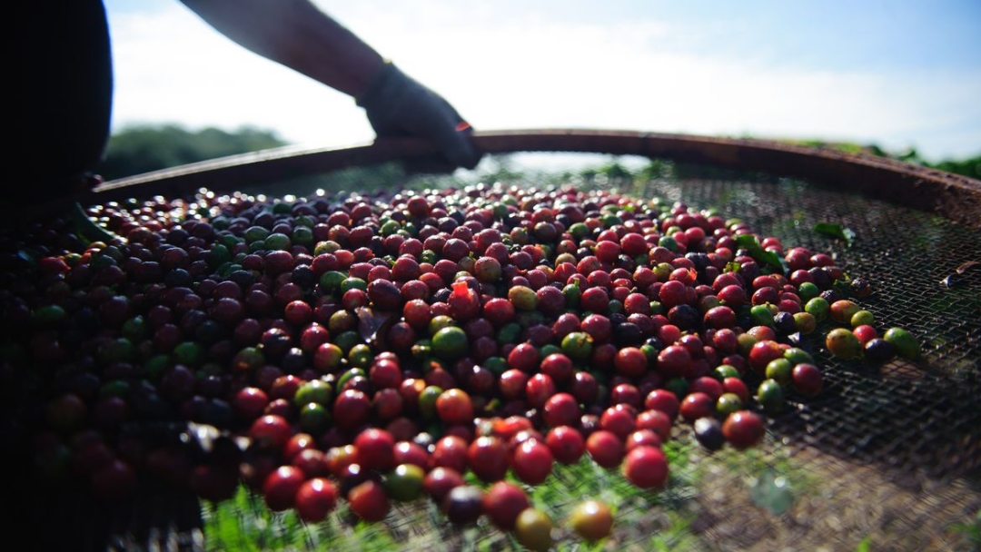 Quebra da safra e exporta&ccedil;&otilde;es devem elevar o pre&ccedil;o do caf&eacute; em at&eacute; 40%