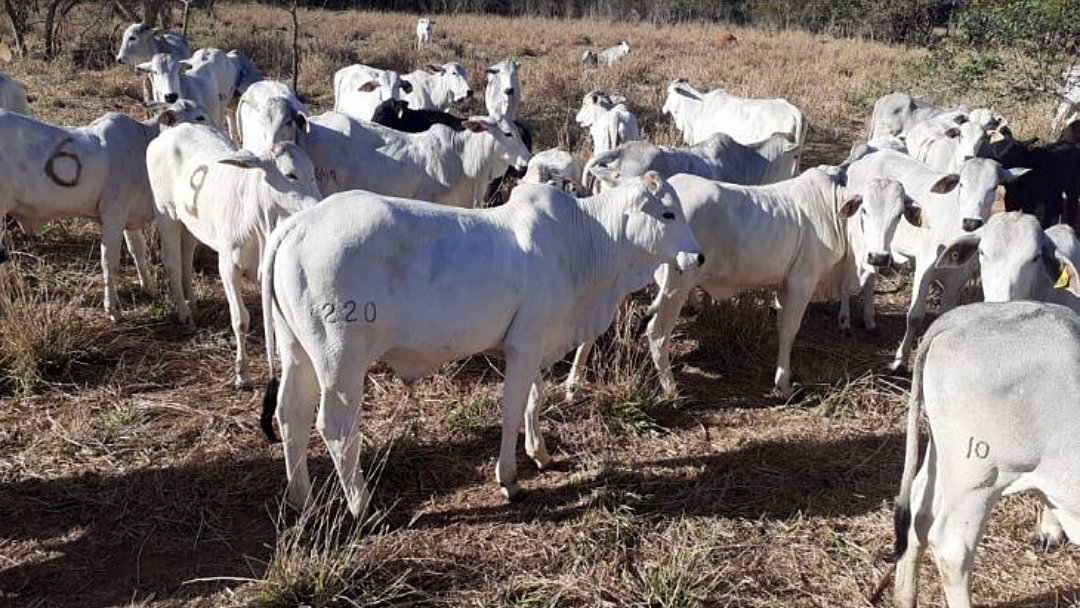 75 bovinos da ra&ccedil;a Nelore e Girolando ser&atilde;o leiloados em Aquidauana