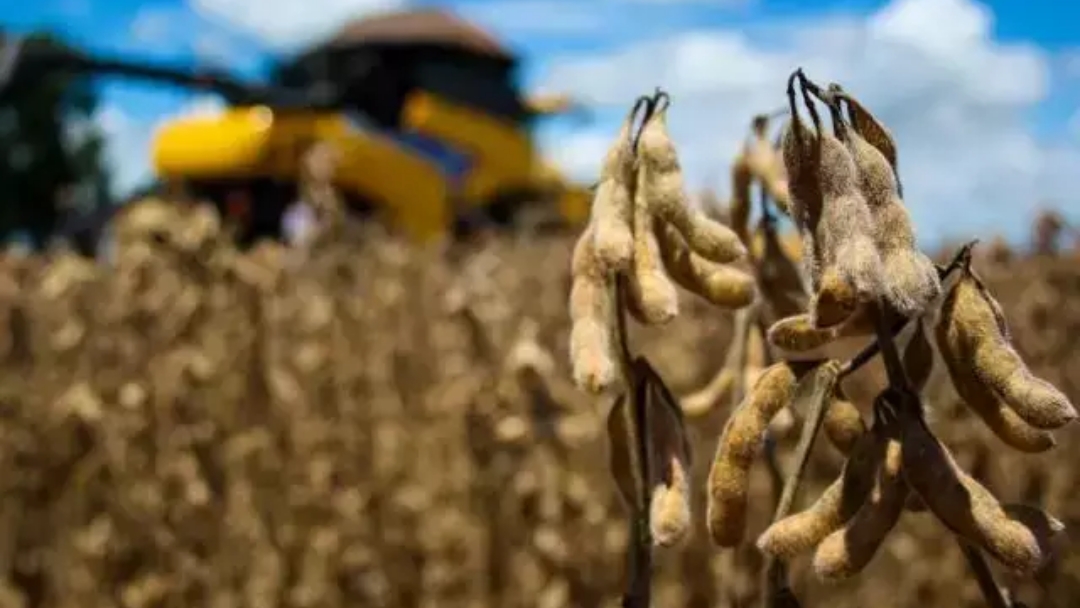 Faturamento da agropecu&aacute;ria deve ultrapassar R$ 68 bilh&otilde;es em MS