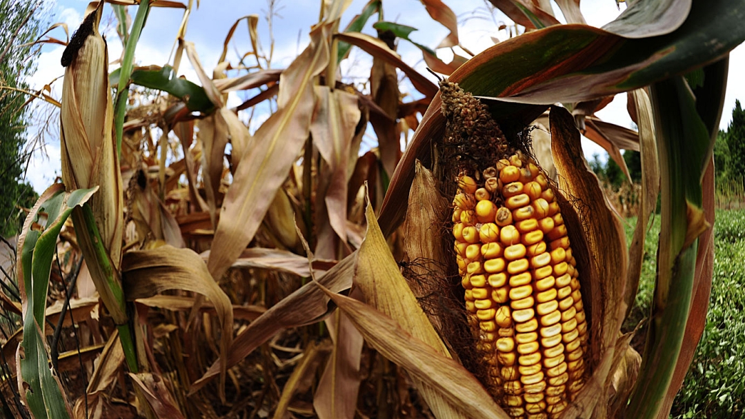 Com quebra de 50%, setor agr&iacute;cola deixa de faturar R$ 763,6 milh&otilde;es com milho