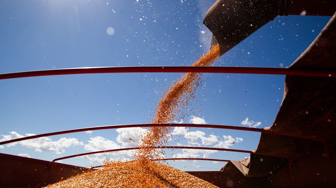 IBGE: estimativa de safra cai pelo quinto m&ecirc;s seguido