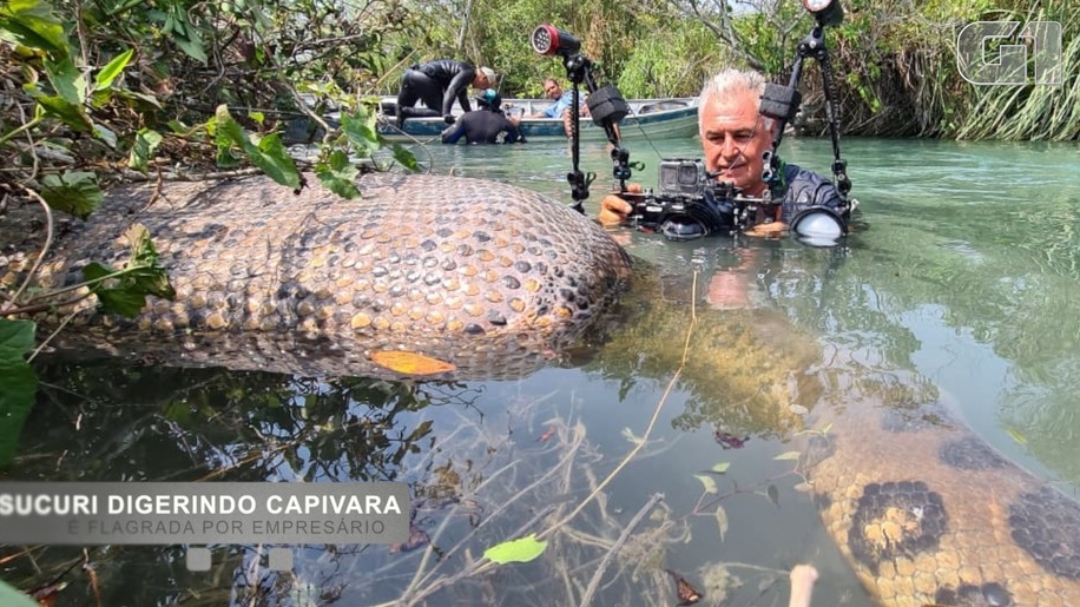 Sucuri digerindo animal &eacute; flagrada por empres&aacute;rio em rio de &aacute;guas cristalinas, em Bonito