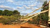 Eucalipto cai sobre rede el&eacute;trica e deixa parte do Alambari sem energia