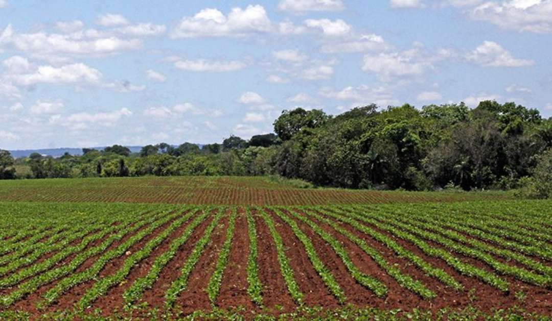 Plantio da soja se aproxima do final e confirma expectativa de &aacute;rea maior nesse ano