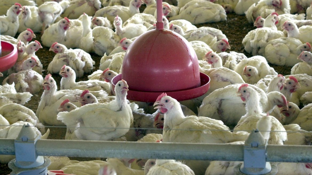 Abate de frangos e su&iacute;nos no Brasil registra recorde, diz IBGE