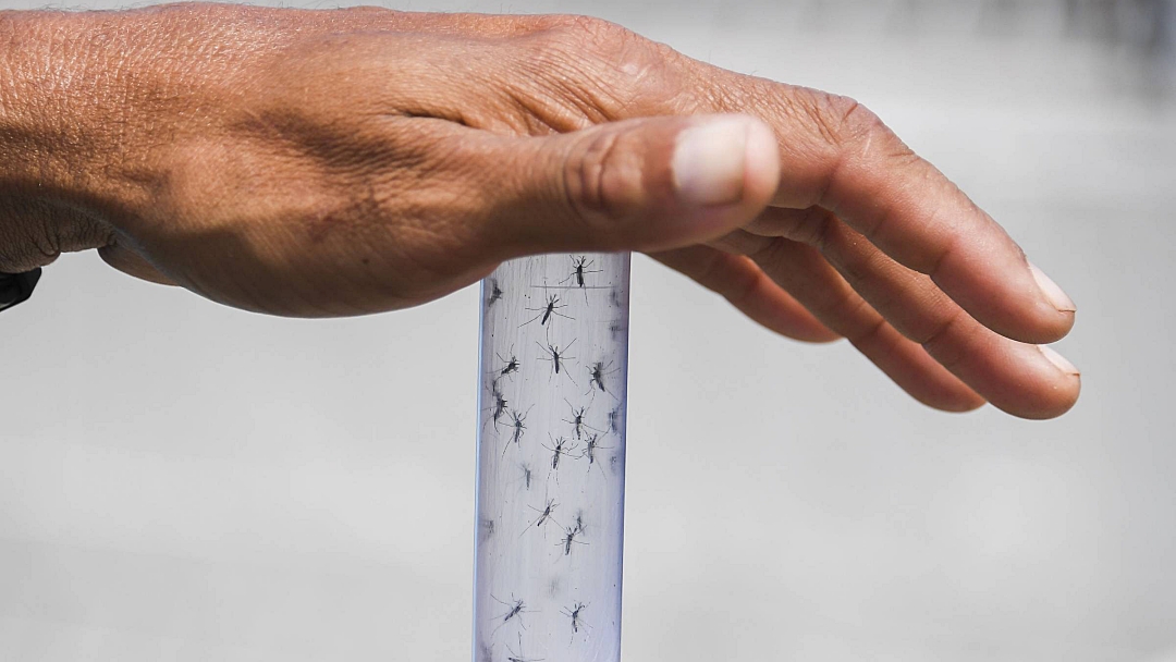 Casos de chikungunya crescem 35% no Brasil