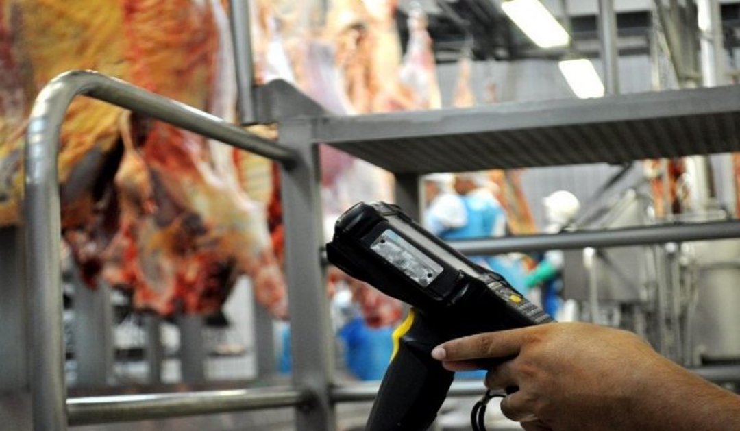 Programa Precoce MS ajuda Mato Grosso do Sul a produzir a melhor carne do Brasil