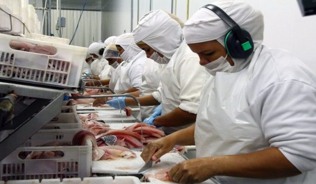 Estado quer elevar em quase 50% a produ&ccedil;&atilde;o de peixes de cultivo no Estado