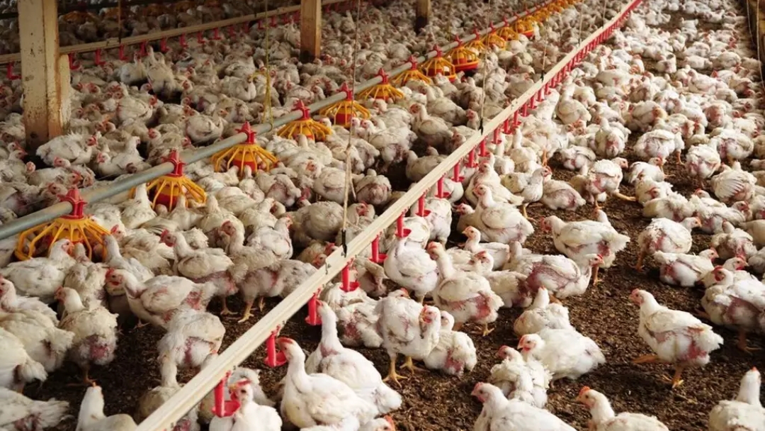 China suspende importa&ccedil;&otilde;es de carne de frango de frigor&iacute;fico de MS