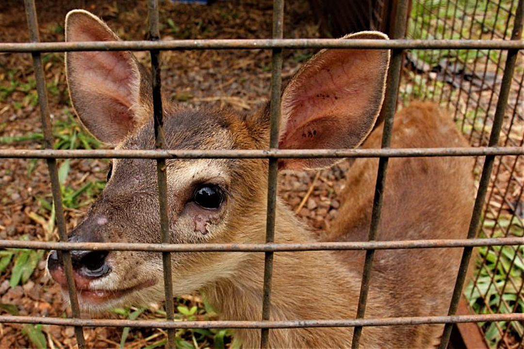 Dica da Pol&iacute;cia Militar Ambiental: Maltratar animais &eacute; crime, punido com pena de pris&atilde;o