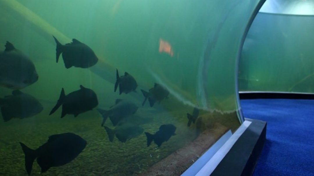 Bioparque Pantanal: coordenador t&eacute;cnico explica turbidez do maior tanque do circuito