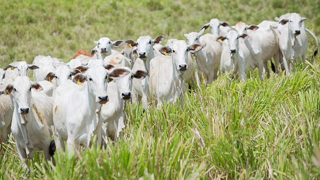 Agropecu&aacute;ria gera o dobro de emprego no ano e puxa &iacute;ndice de vagas no Estado