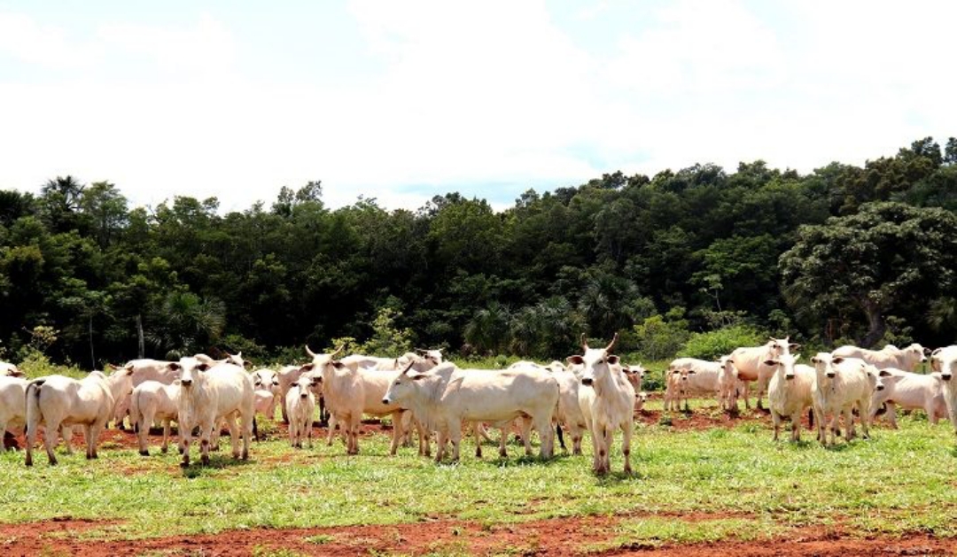 Etapas de vacina&ccedil;&atilde;o contra aftosa s&atilde;o invertidas em MS