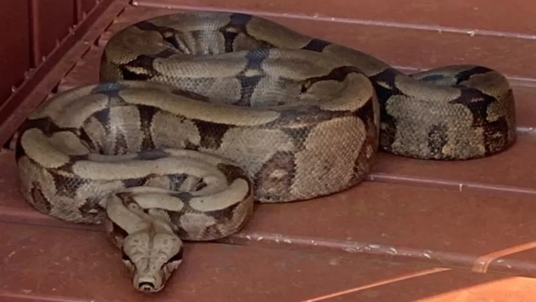 Morador encontra jiboia de 2 metros no quintal de casa