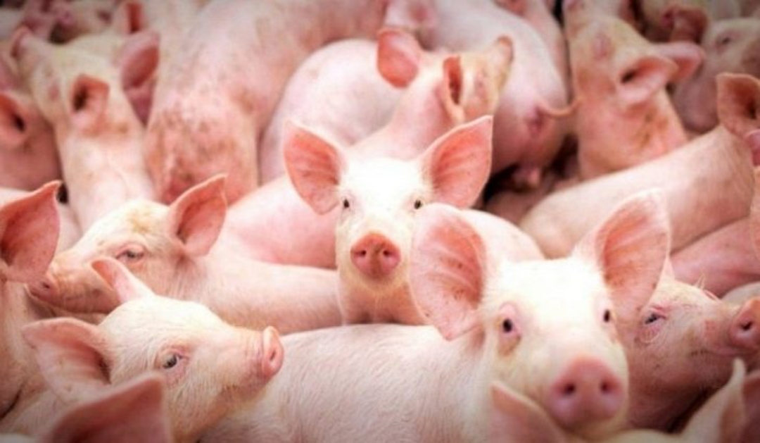 A Suinocultura em Mato Grosso do Sul tamb&eacute;m se beneficiar&aacute; com o status de &aacute;rea livre de aftosa