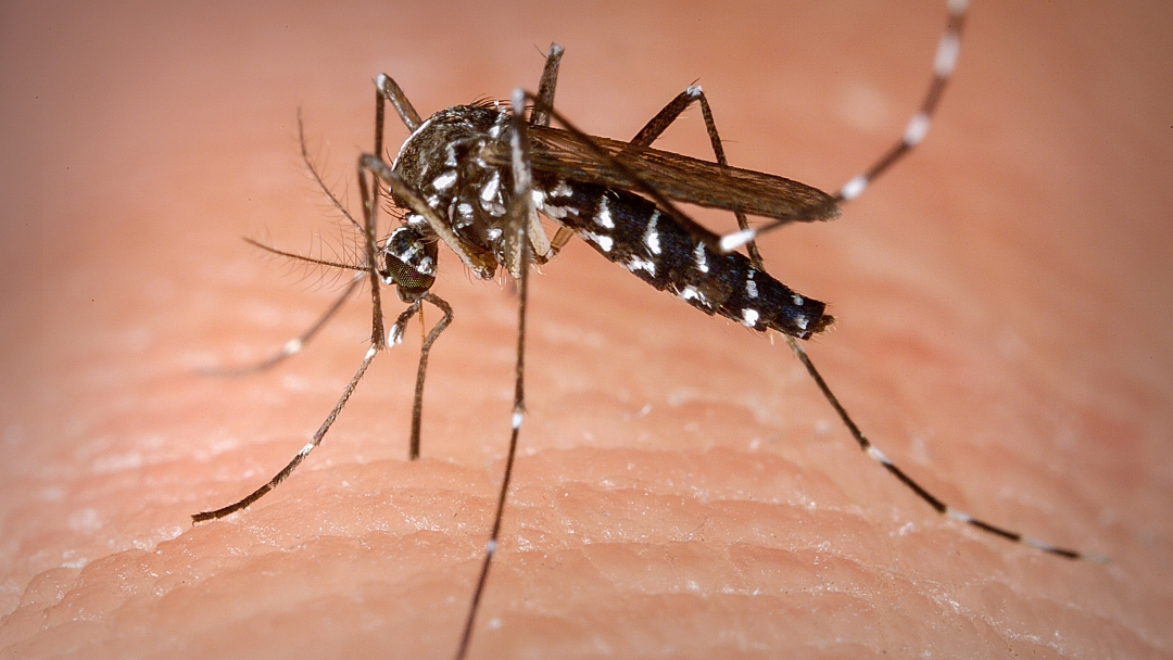 N&uacute;mero de casos de dengue passa de 1 milh&atilde;o em 2022