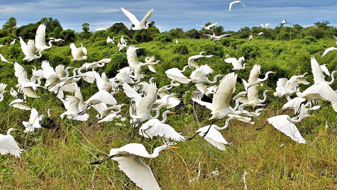 &lsquo;Os limites do Pantanal&rsquo; &eacute; tema do encontro entre o turismo com a musicalidade de MS no F&oacute;rum Panrotas