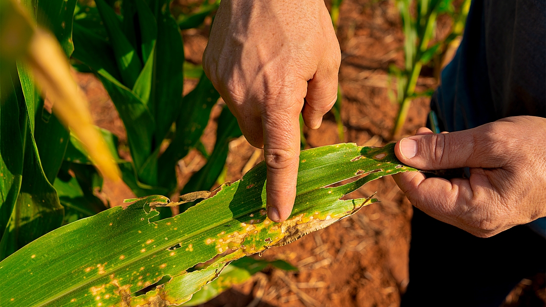 Infesta&ccedil;&atilde;o de cigarrinha, maior amea&ccedil;a no in&iacute;cio da colheita do milho safrinha 