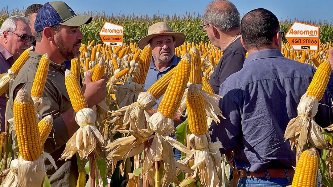 Produtores otimistas com milho safrinha que pode chegar a 1 milh&atilde;o de toneladas em Sidrol&acirc;ndia