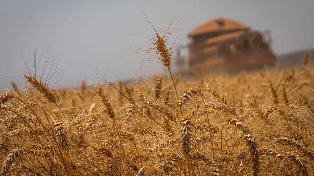 Conab estima que produ&ccedil;&atilde;o de gr&atilde;os chegue a 272,5 milh&otilde;es de toneladas