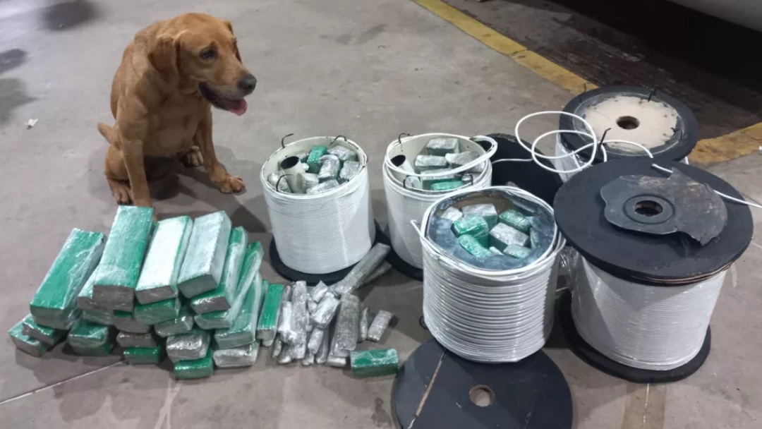 Contratada por rede social como &lsquo;mula&rsquo; do tr&aacute;fico, mulher &eacute; descoberta por c&atilde;o