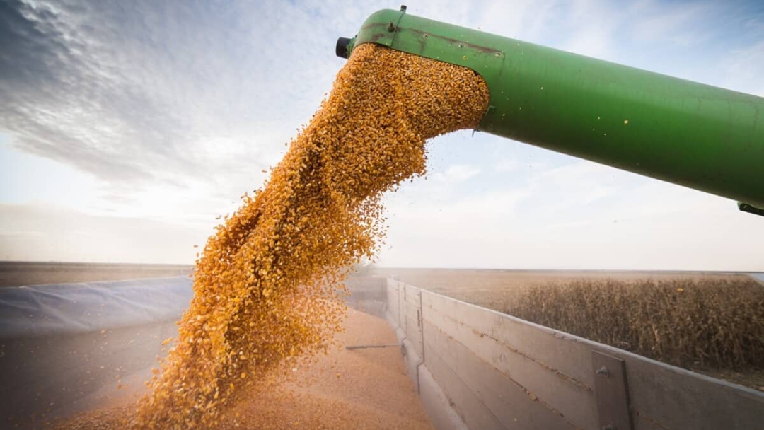 Safra do milho pode ser 41,7% melhor que a anterior, diz consultoria