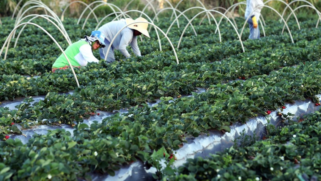 Agricultores t&ecirc;m perfil personalizado na plataforma Gov.br