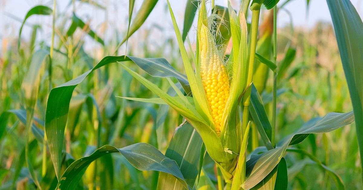 Com 96 sacas por hectare, produ&ccedil;&atilde;o de milho se confirma como segunda melhor