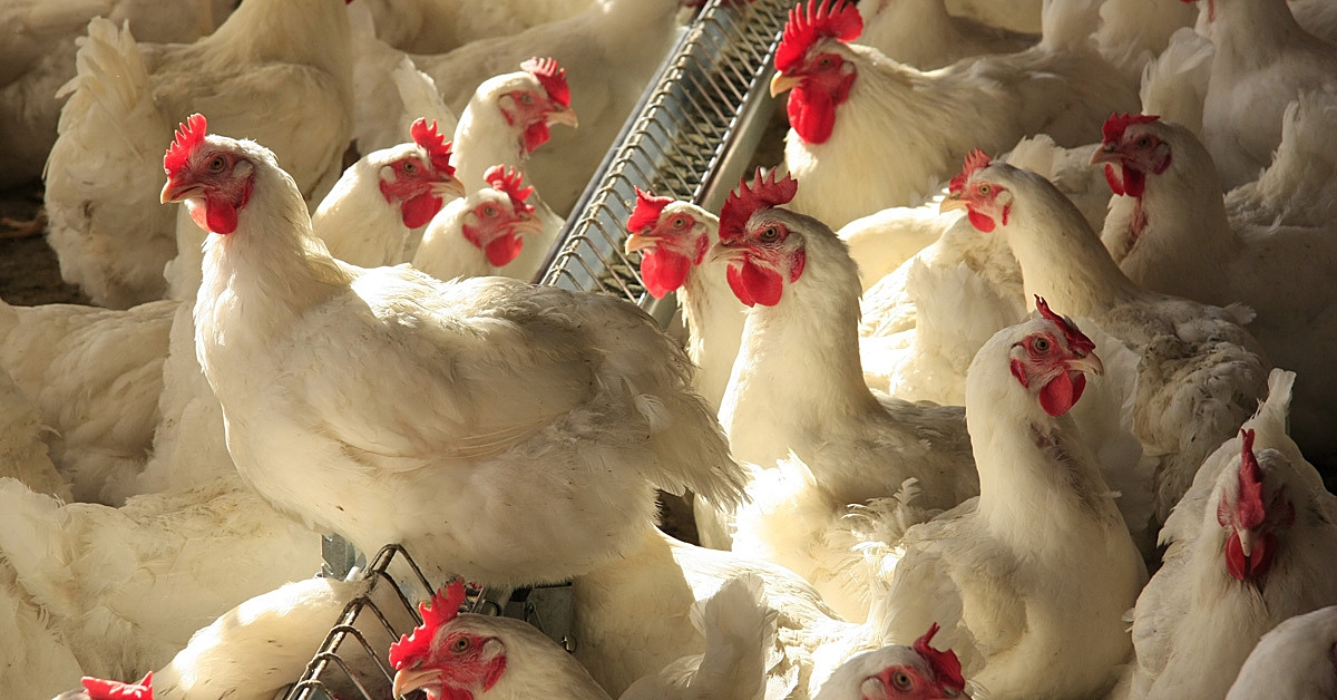 Governo lan&ccedil;a plano para fortalecer cadeia produtiva de avicultura no Estado