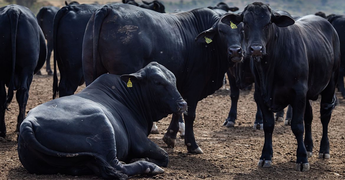 Rebanho bovino nacional teve aumento de 3,1% em 2021