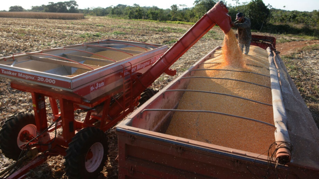 Produtividade do milho em MS sobe de 78 para 96 sacas por hectare