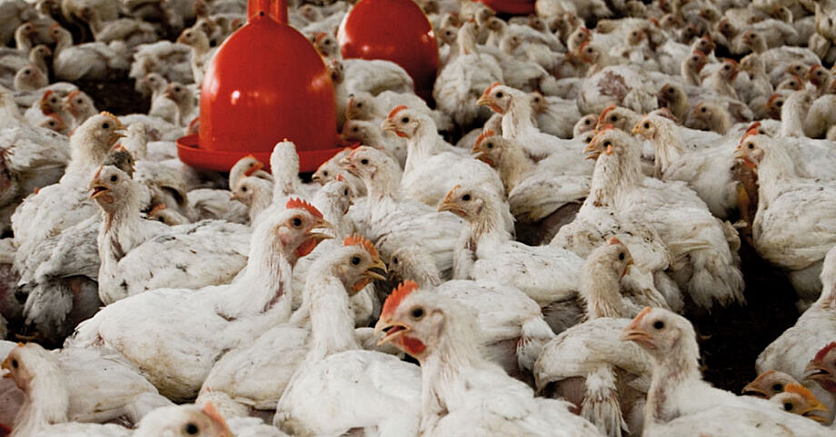 Em MS, avicultura de corte cresceu 46,32% em 10 anos, diz IBGE