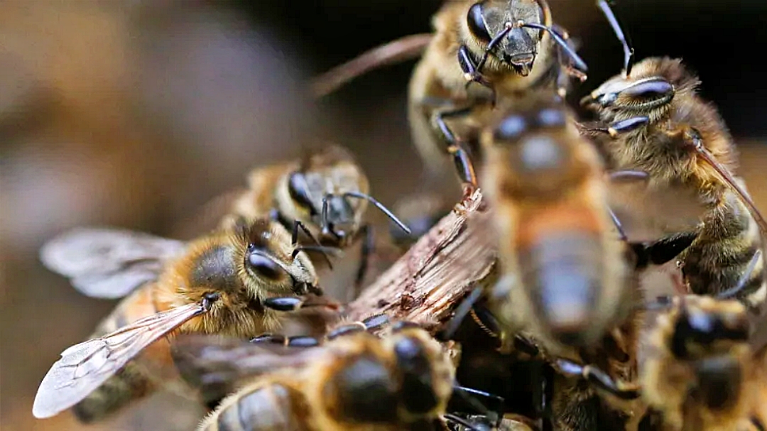 Brasil teve cerca de 100 mil casos de acidentes por abelhas