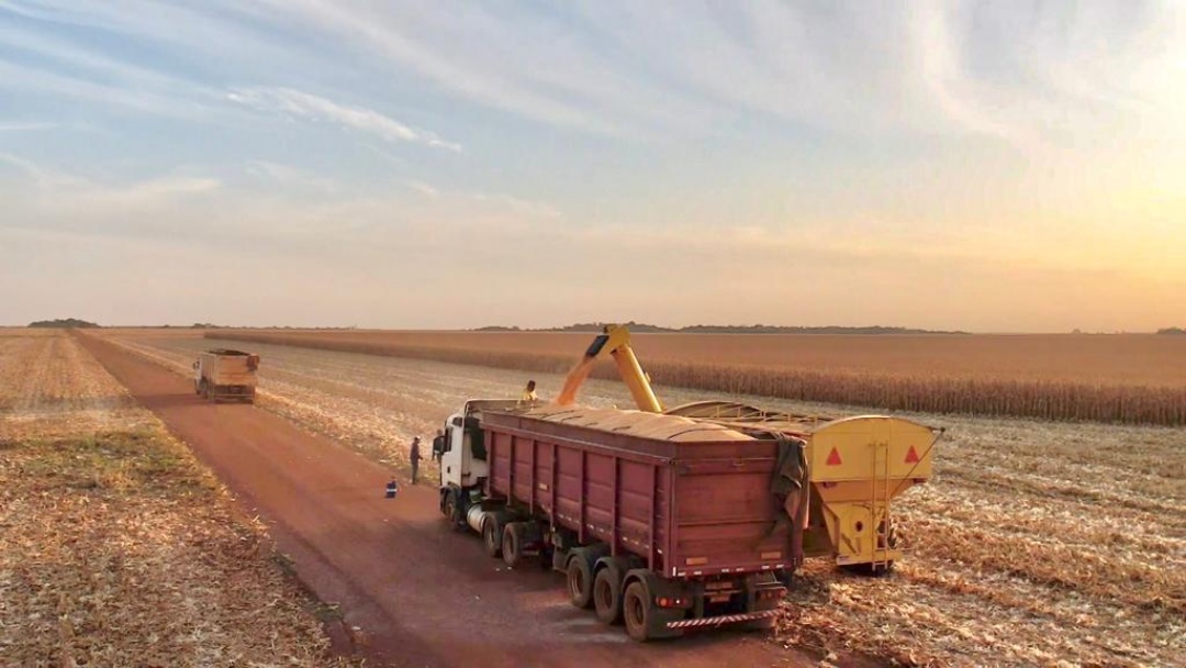 Sidrol&acirc;ndia teve safra recorde com 1,1 milh&atilde;o de toneladas de milho 