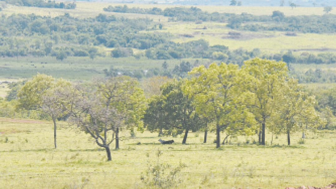 Estado evitou desmatamento de 14,7 mil `campos de futebol`