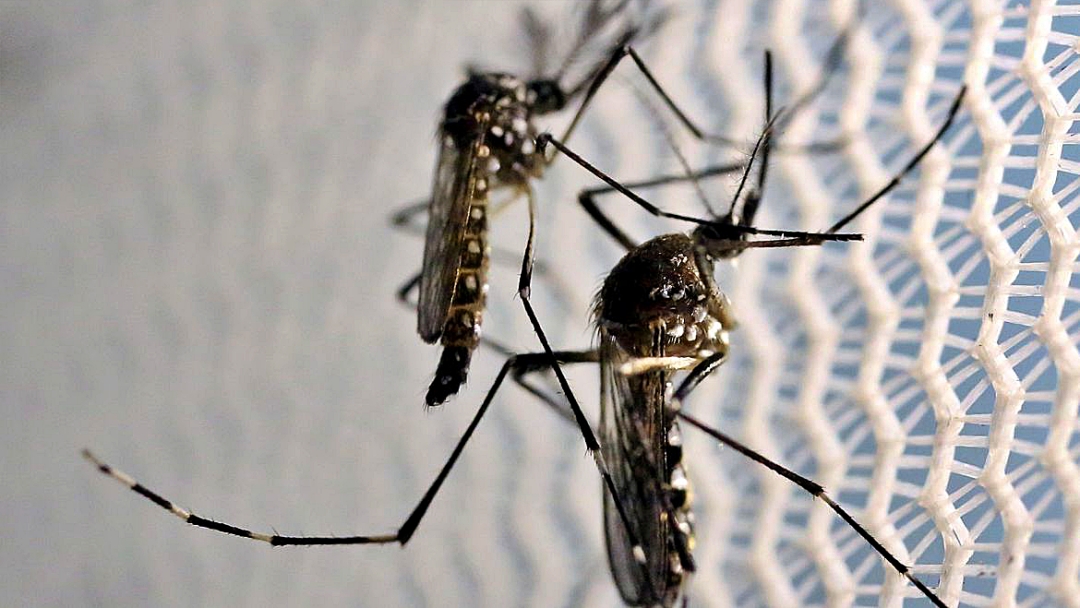 Dia Nacional de Combate ao Aedes aegypti neste s&aacute;bado