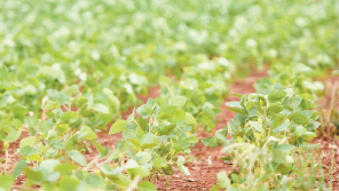 Plantio da soja chega &agrave; reta final no Estado